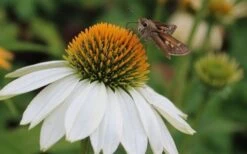 PowWow White Coneflower (Echinacea) - 1 Gallon Pot -Cheap Plants Store echinacea powwow white coneflower 4