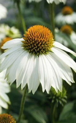 PowWow White Coneflower (Echinacea) - 1 Gallon Pot -Cheap Plants Store echinacea powwow white coneflower 5