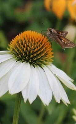 PowWow White Coneflower (Echinacea) - 1 Gallon Pot -Cheap Plants Store echinacea powwow white coneflower 6