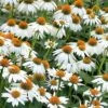 PowWow White Coneflower (Echinacea) - 1 Gallon Pot 1 PowWow White Coneflower (Echinacea) - 1 Gallon Pot -Cheap Plants Store echinacea powwow white coneflower 7