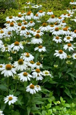 PowWow White Coneflower (Echinacea) - 1 Gallon Pot -Cheap Plants Store echinacea powwow white coneflower 9
