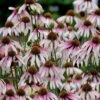 Pretty Parasols Coneflower (Echinacea) - 6 Pack Of 1 Gallon Pots -Cheap Plants Store echinacea pretty parasols coneflower 10