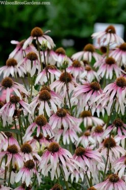 Pretty Parasols Coneflower (Echinacea) - 6 Pack Of 1 Gallon Pots