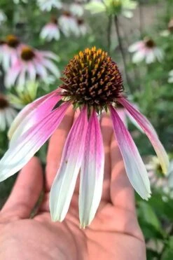Pretty Parasols Coneflower (Echinacea) - 1 Gallon Pot -Cheap Plants Store echinacea pretty parasols coneflower 12 1