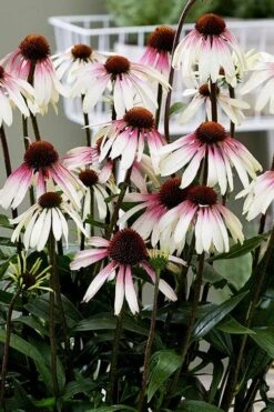 Pretty Parasols Coneflower (Echinacea) - 6 Pack Of 1 Gallon Pots -Cheap Plants Store echinacea pretty parasols coneflower 3