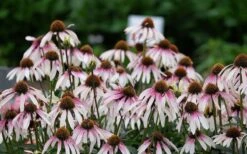 Pretty Parasols Coneflower (Echinacea) - 6 Pack Of 1 Gallon Pots -Cheap Plants Store echinacea pretty parasols coneflower 9