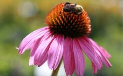 Magnus Purple Coneflower (Echinacea) - 1 Gallon Pot -Cheap Plants Store echinacea purpurea magnus coneflower 1 gallon