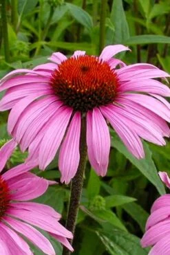 Magnus Purple Coneflower (Echinacea) - 1 Gallon Pot -Cheap Plants Store echinacea purpurea magnus coneflower 6