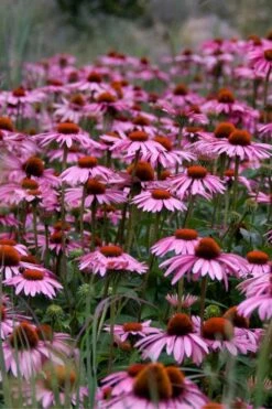 Magnus Purple Coneflower (Echinacea) - 1 Gallon Pot