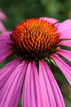 Magnus Purple Coneflower (Echinacea) - 1 Gallon Pot -Cheap Plants Store echinacea purpurea magnus coneflower 8