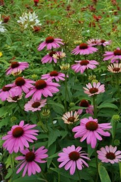 Magnus Purple Coneflower (Echinacea) - 1 Gallon Pot -Cheap Plants Store echinacea purpurea magnus coneflower 9