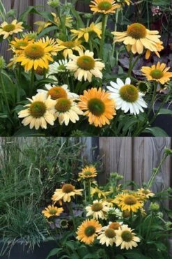 Mellow Yellows Coneflower (Echinacea) - 5 Pack Of Quart Pots -Cheap Plants Store echinacea purpurea mellow yellows coneflower 4