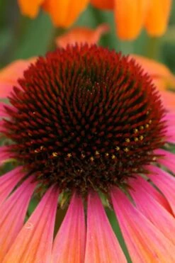 Rainbow Marcella Coneflower - 1 Gallon Pot -Cheap Plants Store echinacea purpurea rainbow marcella coneflower 1