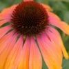 Rainbow Marcella Coneflower - 1 Gallon Pot -Cheap Plants Store echinacea purpurea rainbow marcella coneflower 3