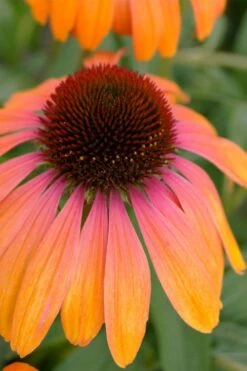 Rainbow Marcella Coneflower - 1 Gallon Pot