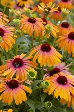 Rainbow Marcella Coneflower - 1 Gallon Pot -Cheap Plants Store echinacea purpurea rainbow marcella coneflower 5