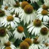 White Swan Coneflower (Echinacea) - 1 Gallon Pot -Cheap Plants Store echinacea purpurea white swan coneflower 2