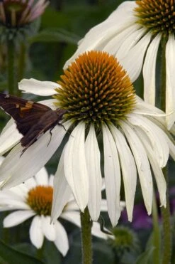 White Swan Coneflower (Echinacea) - 1 Gallon Pot -Cheap Plants Store echinacea purpurea white swan coneflower 3