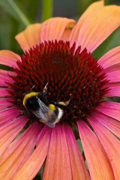 Rainbow Marcella Coneflower - 1 Gallon Pot -Cheap Plants Store echinacea rainbow marcella coneflower 1
