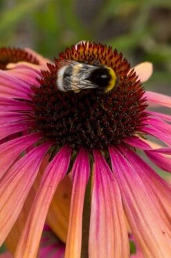 Rainbow Marcella Coneflower - 1 Gallon Pot -Cheap Plants Store echinacea rainbow marcella coneflower 5