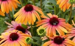 Rainbow Marcella Coneflower - 1 Gallon Pot -Cheap Plants Store echinacea rainbow marcella coneflower 6
