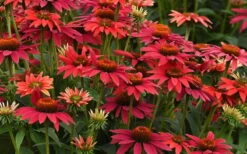 Sombrero 'Tres Amigos' Coneflower (Echinacea) - 1 Gallon -Cheap Plants Store echinacea sombreror tres amigos coneflower 2