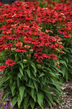 Sombrero 'Tres Amigos' Coneflower (Echinacea) - 1 Gallon -Cheap Plants Store echinacea sombreror tres amigos coneflower 3