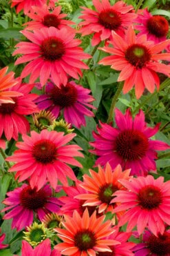Sombrero 'Tres Amigos' Coneflower (Echinacea) - 1 Gallon -Cheap Plants Store echinacea sombreror tres amigos coneflower 6