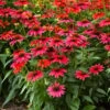 Sombrero 'Tres Amigos' Coneflower (Echinacea) - 1 Gallon -Cheap Plants Store echinacea sombreror tres amigos coneflower 7