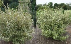 Olive Martini Elaeagnus - 3 Gallon Pot -Cheap Plants Store elaeagnus olive martini 11