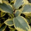 Olive Martini Elaeagnus - 6 Pack Of 1 Gallon Pots -Cheap Plants Store elaeagnus olive martini 12 1