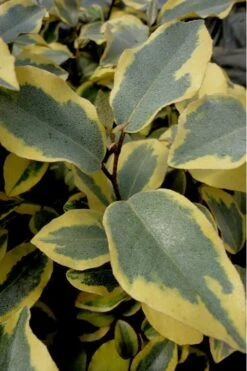 Olive Martini Elaeagnus - 6 Pack Of 1 Gallon Pots