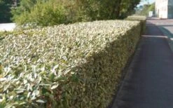 Olive Martini Elaeagnus - 2 Gallon Pot -Cheap Plants Store elaeagnus olive martini 13 2