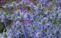 Blue Cap Sea Holly (Eryngium Planum 'Blaukappe') - 1 Gallon Pot -Cheap Plants Store eryngium planum blaukappe sea holly 3