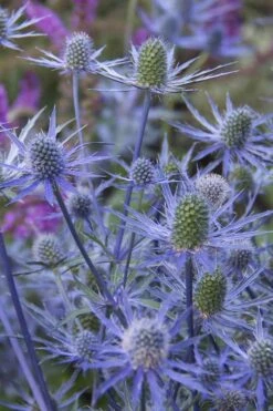 Blue Cap Sea Holly (Eryngium Planum 'Blaukappe') - 1 Gallon Pot -Cheap Plants Store eryngium planum blaukappe sea holly 4