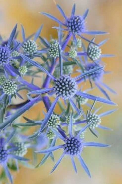 Blue Cap Sea Holly (Eryngium Planum 'Blaukappe') - 1 Gallon Pot -Cheap Plants Store eryngium planum blaukappe sea holly 6
