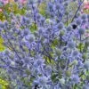 Blue Cap Sea Holly (Eryngium Planum 'Blaukappe') - 1 Gallon Pot -Cheap Plants Store eryngium planum blaukappe sea holly 9