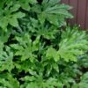 Fatsia Japonica (Japanese Aralia / Glossy Paper Plant) - 7 Gallon Pot (2-3') 1 Fatsia Japonica (Japanese Aralia / Glossy Paper Plant) - 7 Gallon Pot (2-3') -Cheap Plants Store fatsia Japanese Aralia 1 500x750 1
