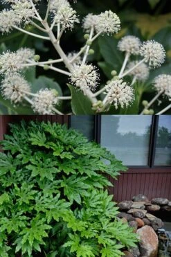 Fatsia Japonica - Japanese Aralia - Glossy Paper Plant - 5 Gallon Pot -Cheap Plants Store fatsia Japanese Aralia 2 500x750 3