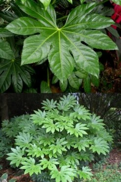Fatsia Japonica - Japanese Aralia - Glossy Paper Plant - 3 Gallon Pot -Cheap Plants Store fatsia Japanese Aralia 500x750 4