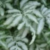 Silver Lace Fern - 5 Pack Of Quart Pots -Cheap Plants Store fern silver lace 5 thumbnail