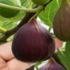 Little Ruby Dwarf Fig Tree - 3 Gallon Pot 1 Little Ruby Dwarf Fig Tree - 3 Gallon Pot -Cheap Plants Store ficus carica little ruby fig tree 1