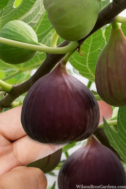 Little Ruby Dwarf Fig Tree - 3 Gallon Pot 3 Little Ruby Dwarf Fig Tree - 3 Gallon Pot