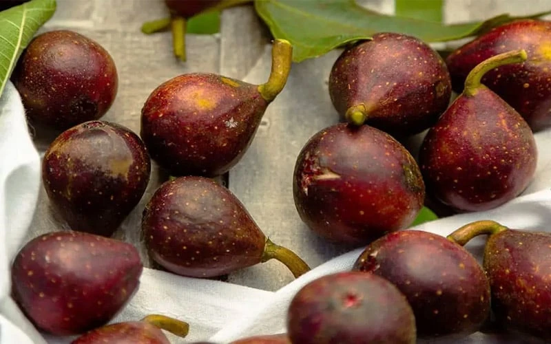 Little Ruby Dwarf Fig Tree - 3 Gallon Pot 7 Little Ruby Dwarf Fig Tree - 3 Gallon Pot - Image 5