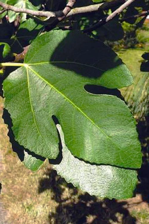 Little Ruby Dwarf Fig Tree - 3 Gallon Pot 9 Little Ruby Dwarf Fig Tree - 3 Gallon Pot - Image 7