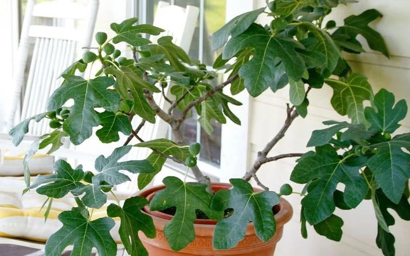 Little Ruby Dwarf Fig Tree - 3 Gallon Pot 8 Little Ruby Dwarf Fig Tree - 3 Gallon Pot - Image 6
