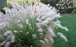 Hameln Dwarf Hardy Fountain Grass (Pennisetum) - 3 Gallon Pot -Cheap Plants Store fountain20grass20hameln