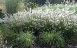 Hameln Dwarf Hardy Fountain Grass (Pennisetum) - 3 Gallon Pot -Cheap Plants Store fountain20grass20hameln202