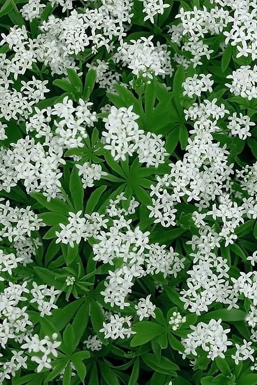 Sweet Woodruff (Galium Odoratum) - 5 Pack Of Quart Pots 6 Sweet Woodruff (Galium Odoratum) - 5 Pack Of Quart Pots - Image 4