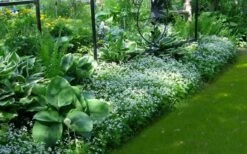 Sweet Woodruff (Galium Odoratum) - 6 Pack Of Pint Pots -Cheap Plants Store galium odoratum sweet woodruff 6 1